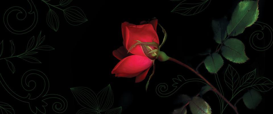 Red rose on black background.